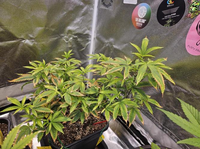 Cherry Limeade 2.. Week 15