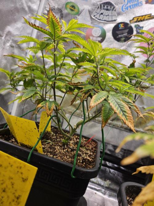 Cherry Limeade 2.. Week 15