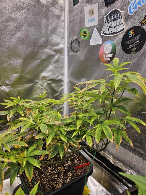 Cherry Limeade 2.. Week 15