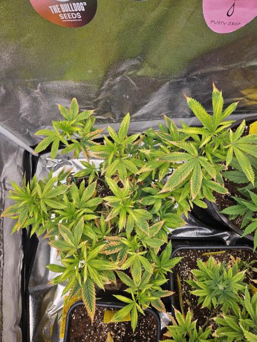 Cherry Limeade 2.. Week 15