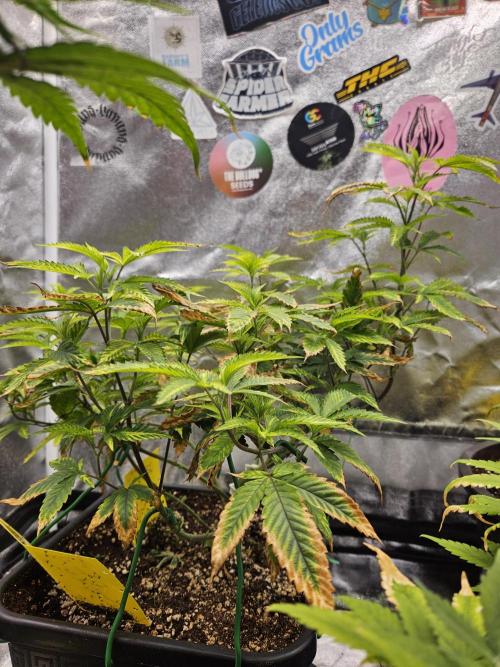 Cherry Limeade 2.. Week 15