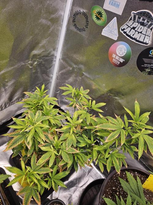 Cherry Limeade 2.. Week 15