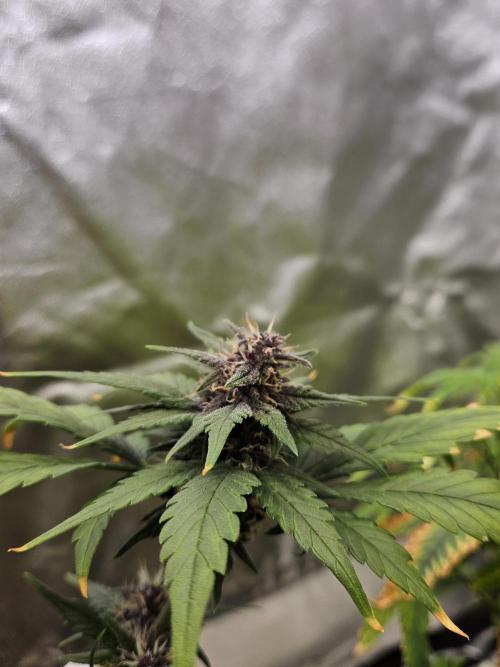 Fastberry Auto. Week 6