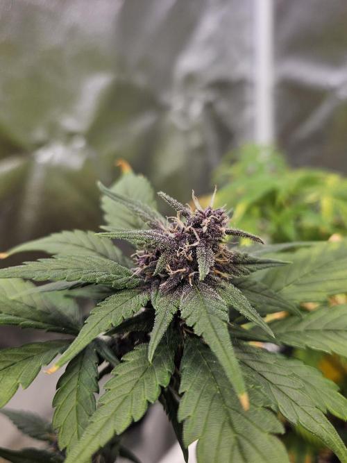 Fastberry Auto. Week 6