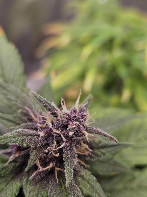 Fastberry Auto. Week 6
