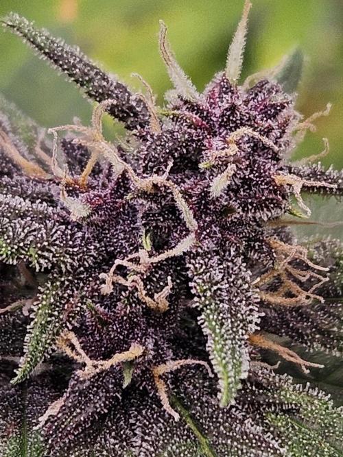Fastberry Auto. Week 6