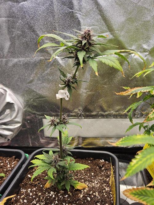 Fastberry Auto. Week 6