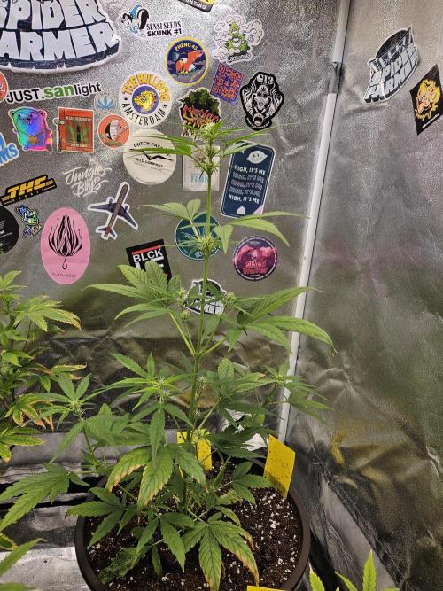 Big Bang Auto mutant. Week 5