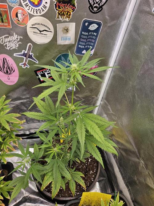 Big Bang Auto mutant. Week 5