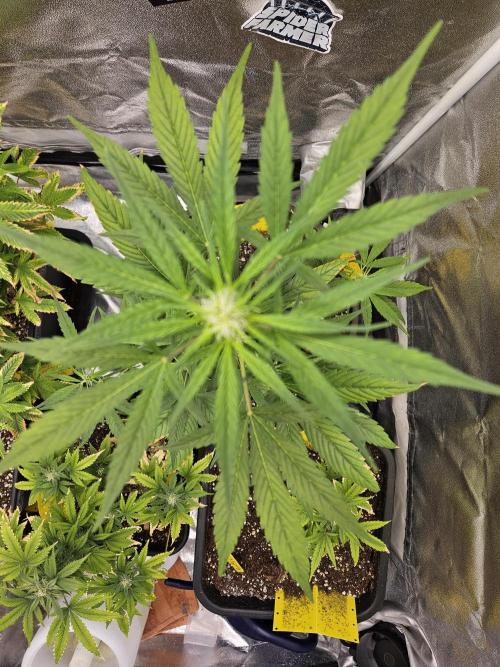 Big Bang Auto mutant. Week 5
