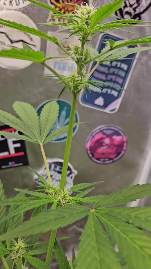 Big Bang Auto mutant