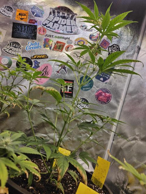 Big Bang Auto mutant. Week 5