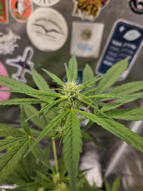 Big Bang Auto mutant. Week 5