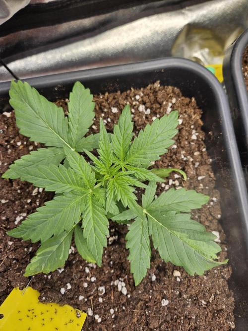 2. Big Bang Auto. Week 4