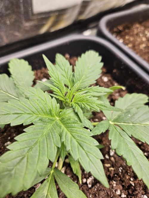 2. Big Bang Auto. Week 4