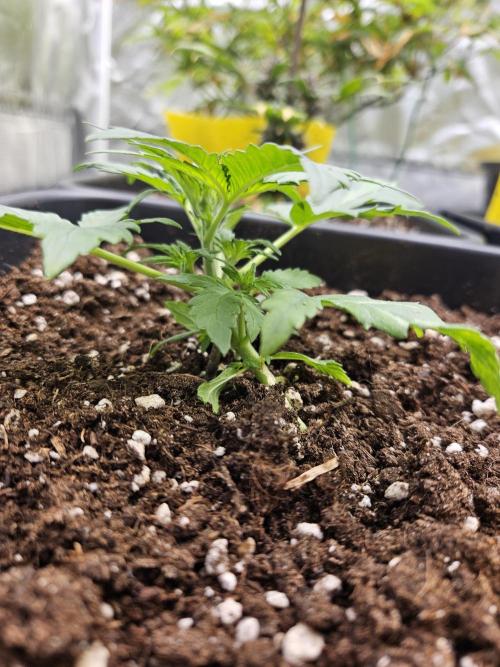 2. Big Bang Auto. Week 4