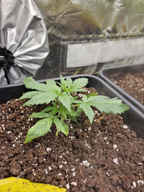 2. Big Bang Auto. Week 4