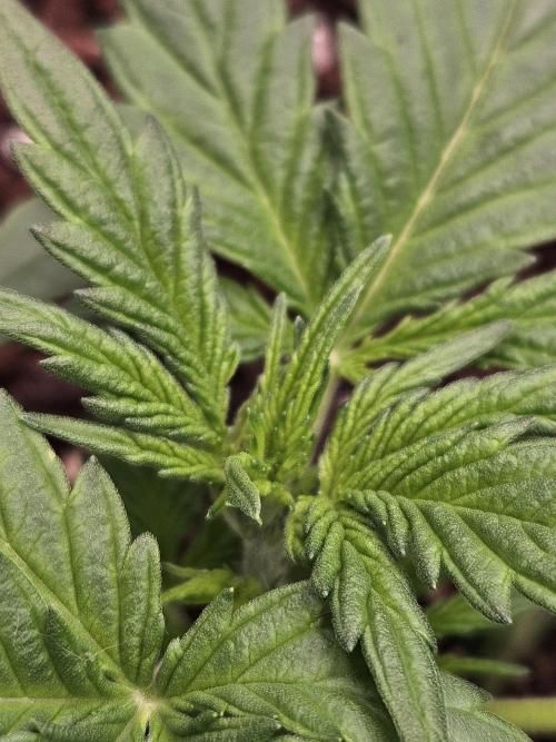 2. Big Bang Auto. Week 4