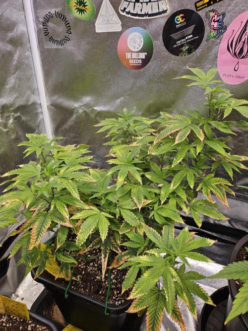 Cherry Limeade 2.. Week 16