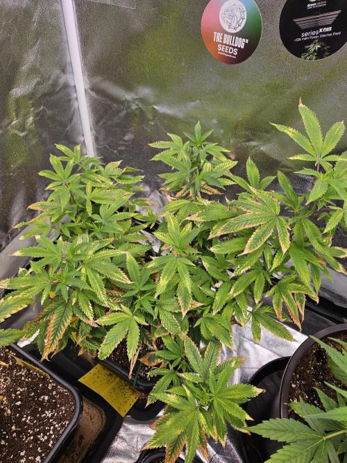 Cherry Limeade 2.. Week 16
