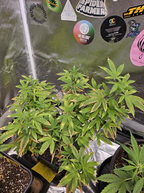Cherry Limeade 2.. Week 16