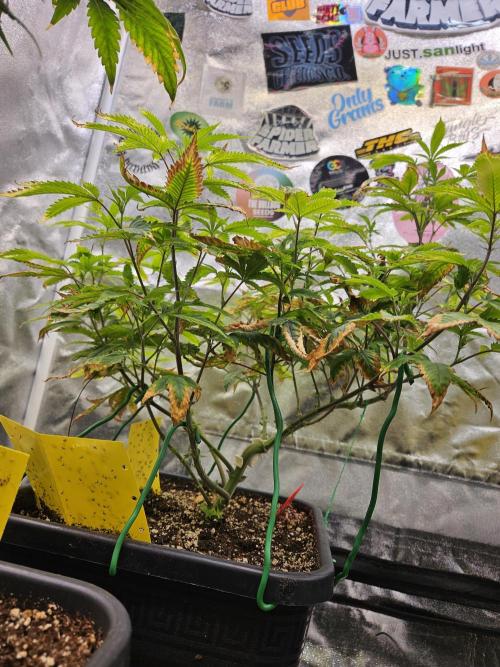 Cherry Limeade 2.. Week 16