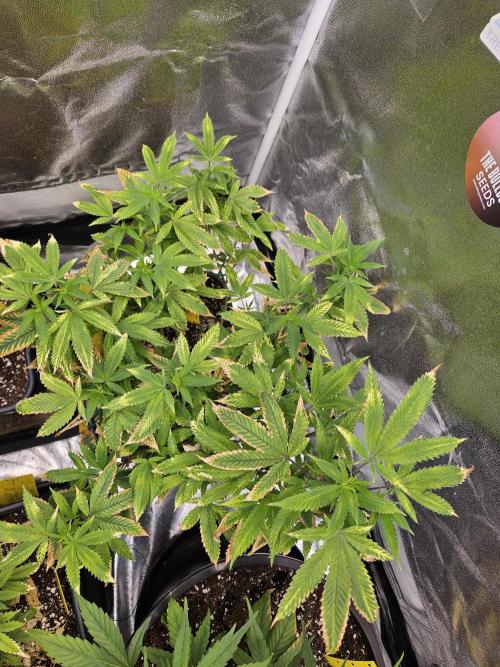 Cherry Limeade 2.. Week 16