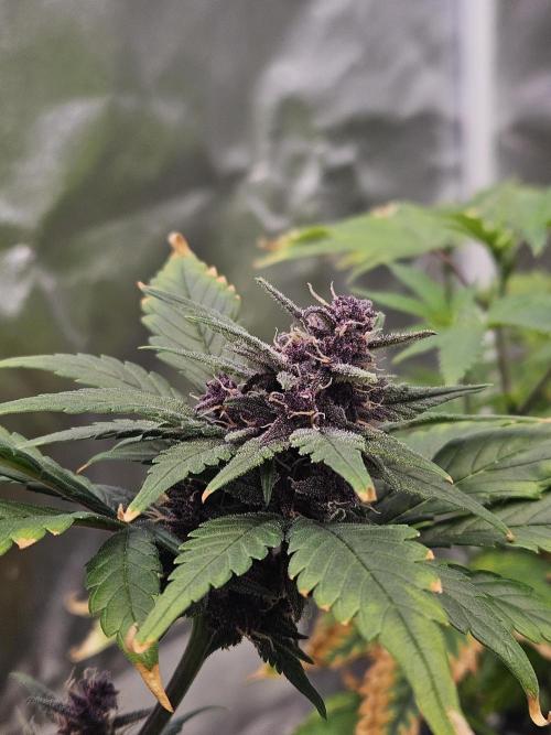 Fastberry Auto. Week 7