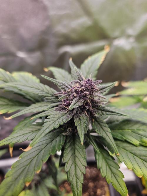 Fastberry Auto. Week 7