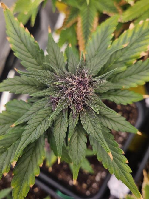 Fastberry Auto. Week 7
