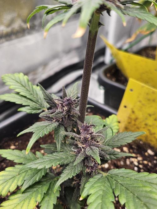 Fastberry Auto. Week 7