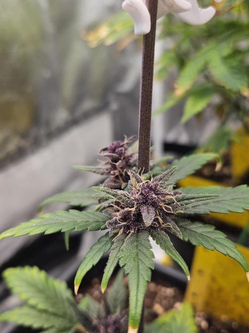 Fastberry Auto. Week 7