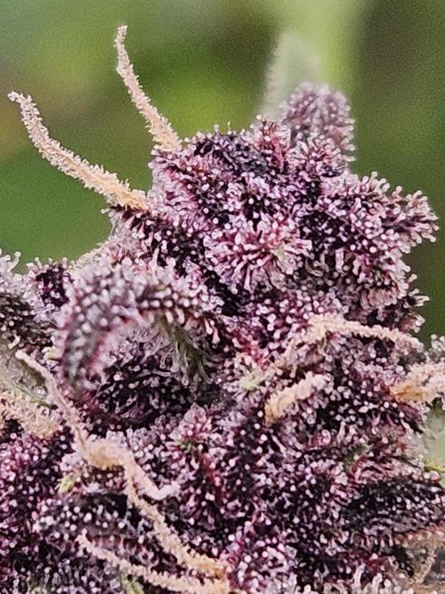 Fastberry Auto. Week 7