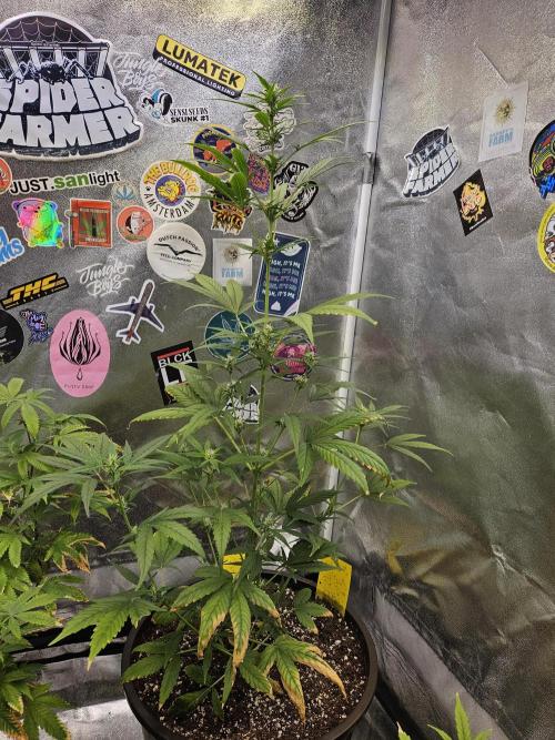 Big Bang Auto mutant. Week 6