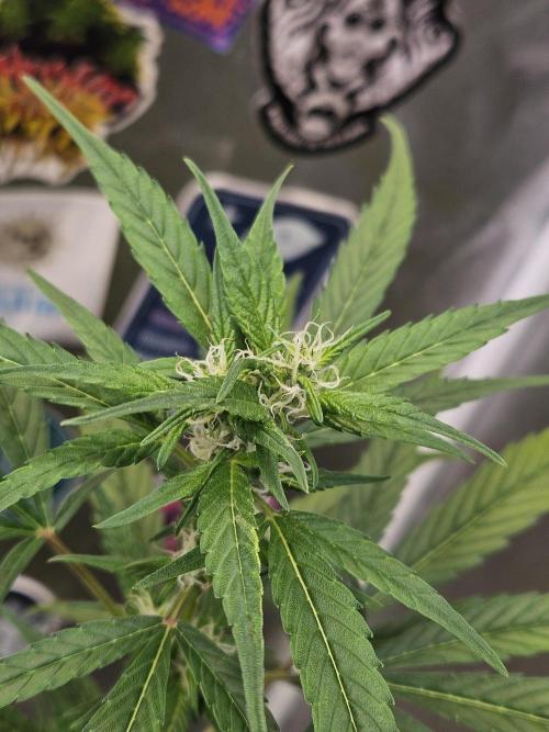 Big Bang Auto mutant. Week 6