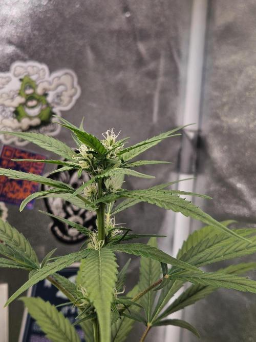 Big Bang Auto mutant. Week 6
