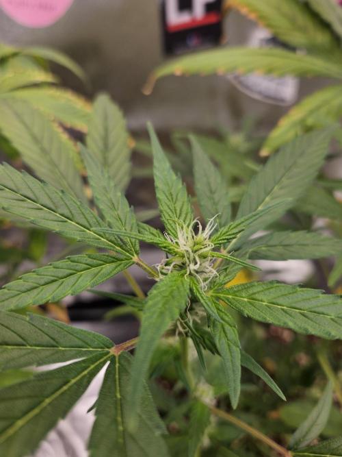 Big Bang Auto mutant. Week 6