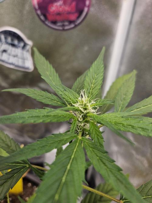 Big Bang Auto mutant. Week 6