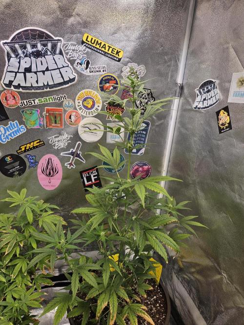 Big Bang Auto mutant. Week 6