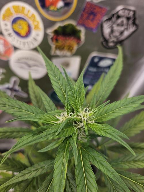 Big Bang Auto mutant. Week 6