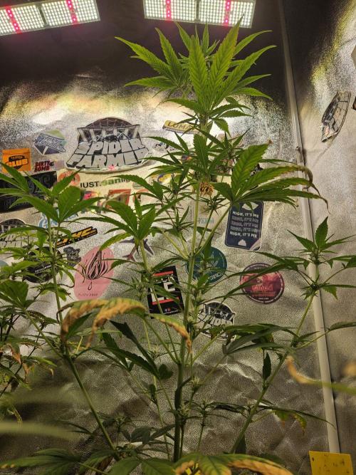 Big Bang Auto mutant. Week 6