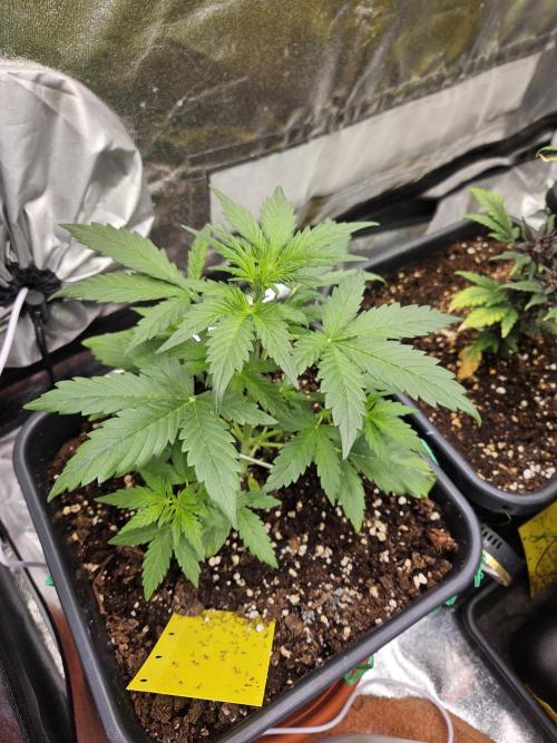 2. Big Bang Auto. Week 5