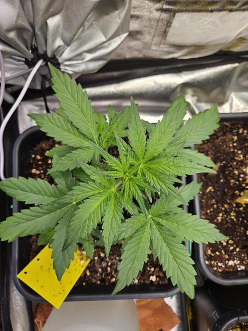2. Big Bang Auto. Week 5