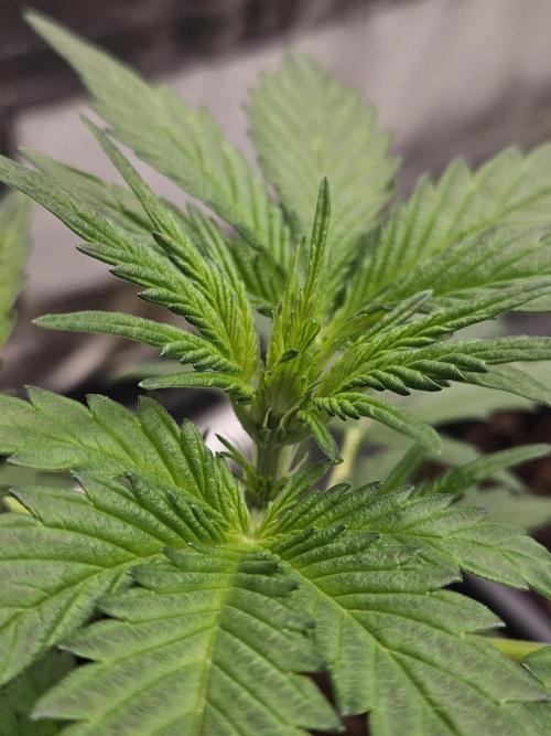 2. Big Bang Auto. Week 5