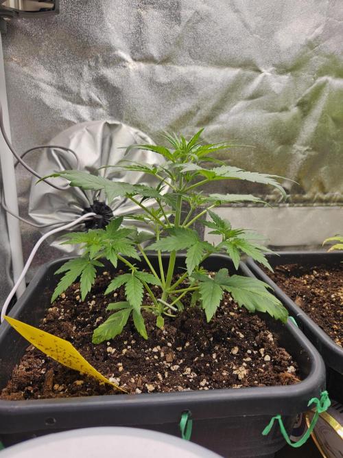2. Big Bang Auto. Week 5