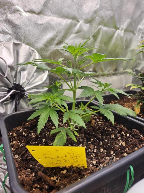 2. Big Bang Auto. Week 5
