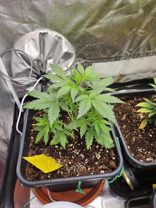 2. Big Bang Auto. Week 5