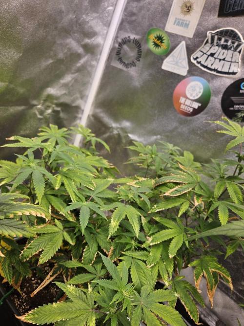 Cherry Limeade 2.. Week 17