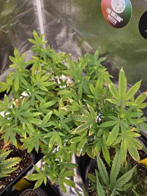 Cherry Limeade 2.. Week 17