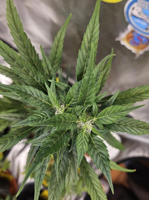 Big Bang Auto mutant. Week 7